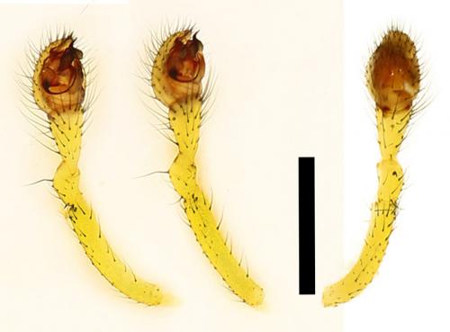 Enoplognatha ovata